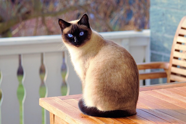 Most Popular Cat Breeds in Europe: Find Your Feline Match