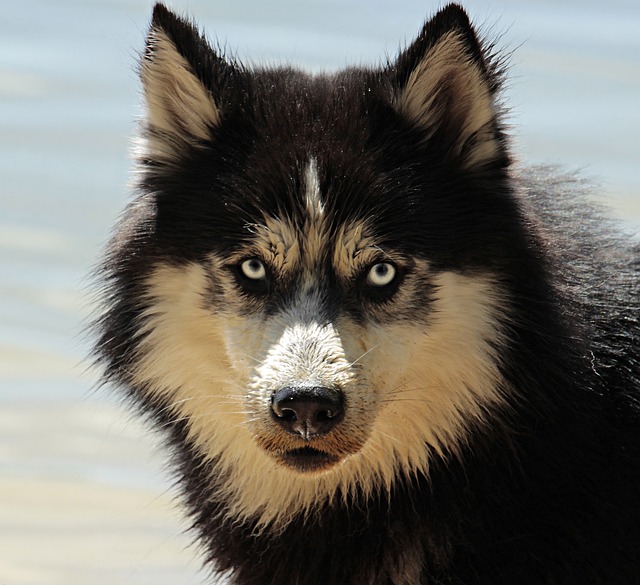German Shepherd Breed Guide: Stylish Pet Ownership & Dog Wear Tips