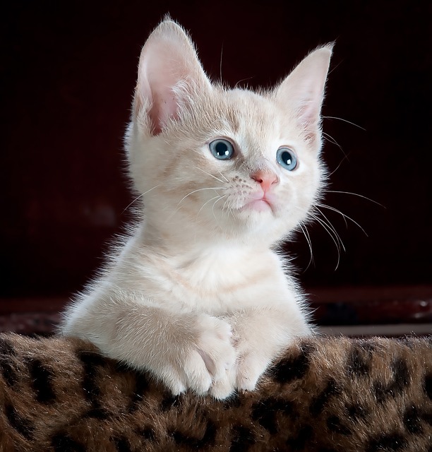Stylish Cat Ownership & Fashion: Comfort & Care Tips