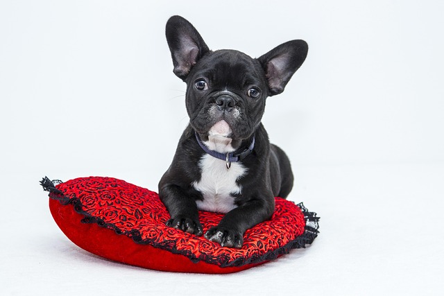 French Bulldog Breed Description: The Perfect Companion Dog