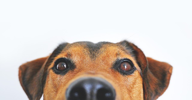 BestPetParents.Life index image