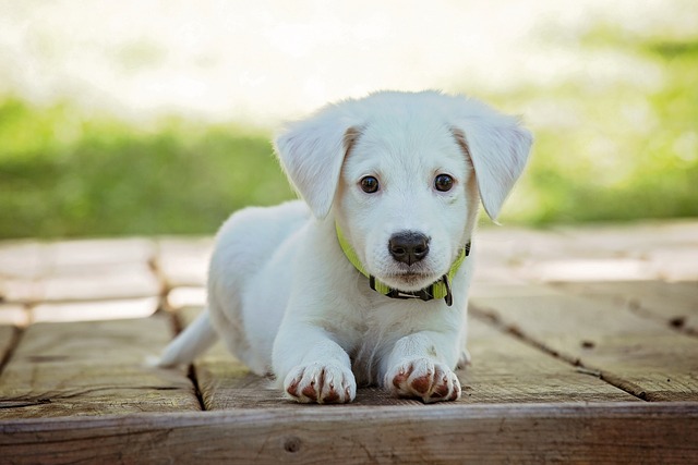 Top Dog Breeds in Europe: Stylish Pet Ownership & Dog Wear Trends
