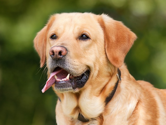 Labrador Retriever Breed Description & Diet Tips for a Healthy Comp...
