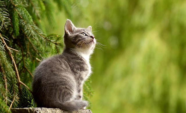 Cat Parasite Prevention: Keep Your Feline Safe and Healthy