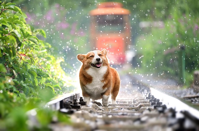 Common Dog Vaccinations in Europe: Essential Guide for Pet Owners