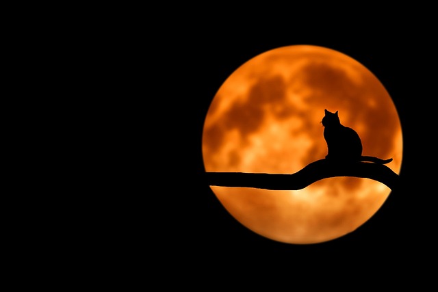 Traveling with Cats: Essential Items for a Smooth Journey